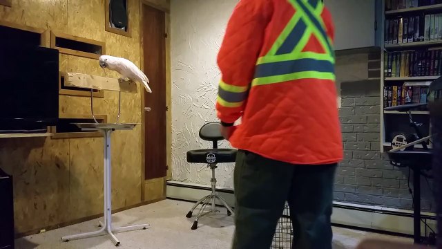 Ce perroquet n'aime pas qu'on touche à sa cage