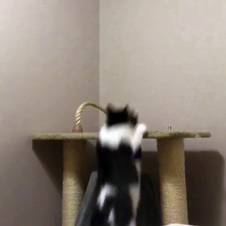 Kucing Berkemampuan Ninja