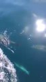 Des dizaines de dauphins accompagnent un bateau!