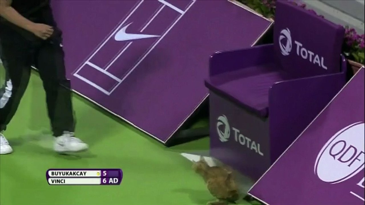 Un chat perturbe un match de tennis à l'Open du Qatar