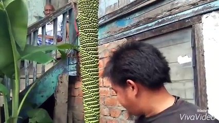 Pisang Seribu aneh bin ajaib