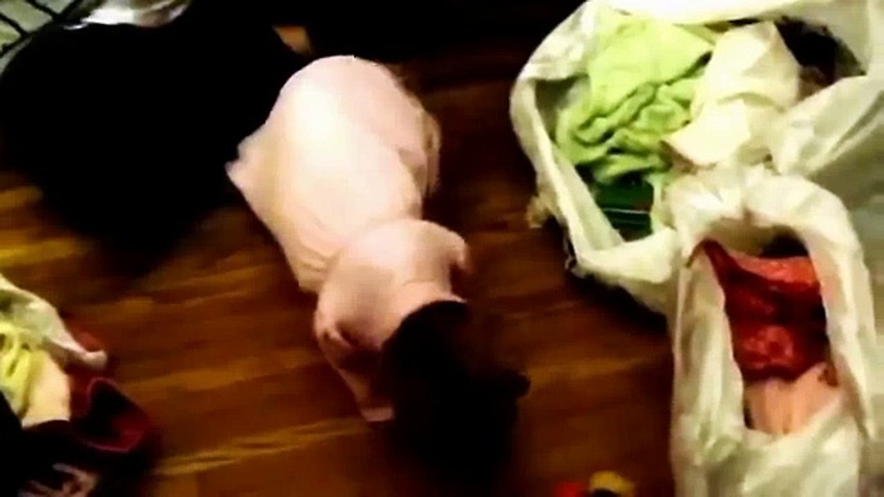 Смешные кошки в одежде