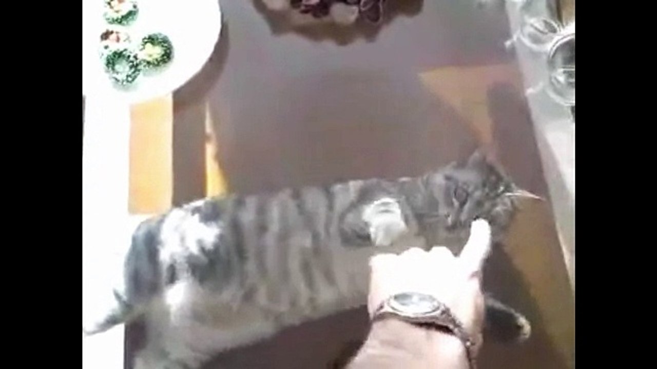 Смешные коты со стеклом. Подборка