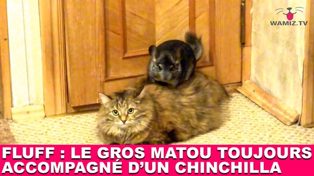 Fluff : Le gros matou toujours accompagné d'un chinchilla ! Découverte dans la minute chat #143