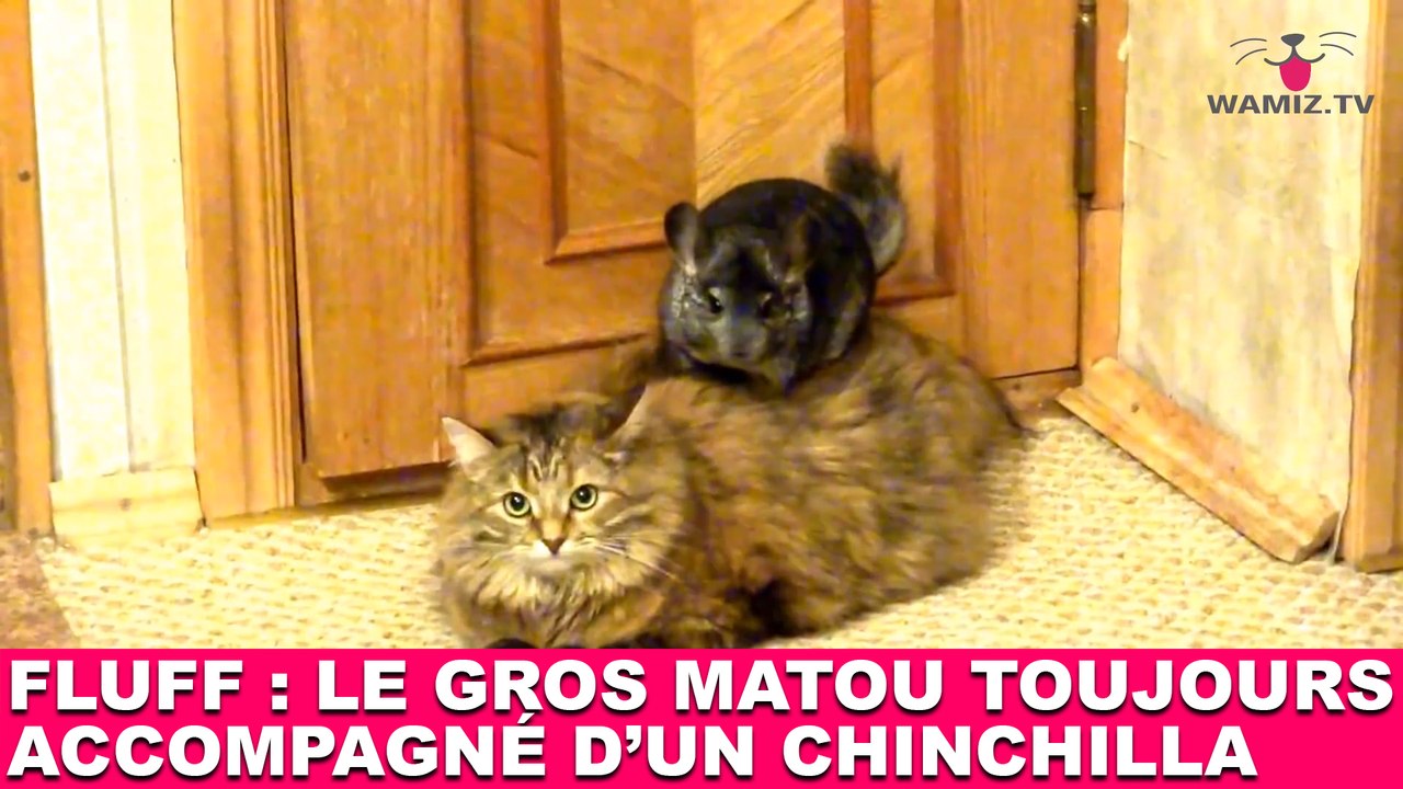 Fluff : Le gros matou toujours accompagné d'un chinchilla ! Découverte dans la minute chat #143