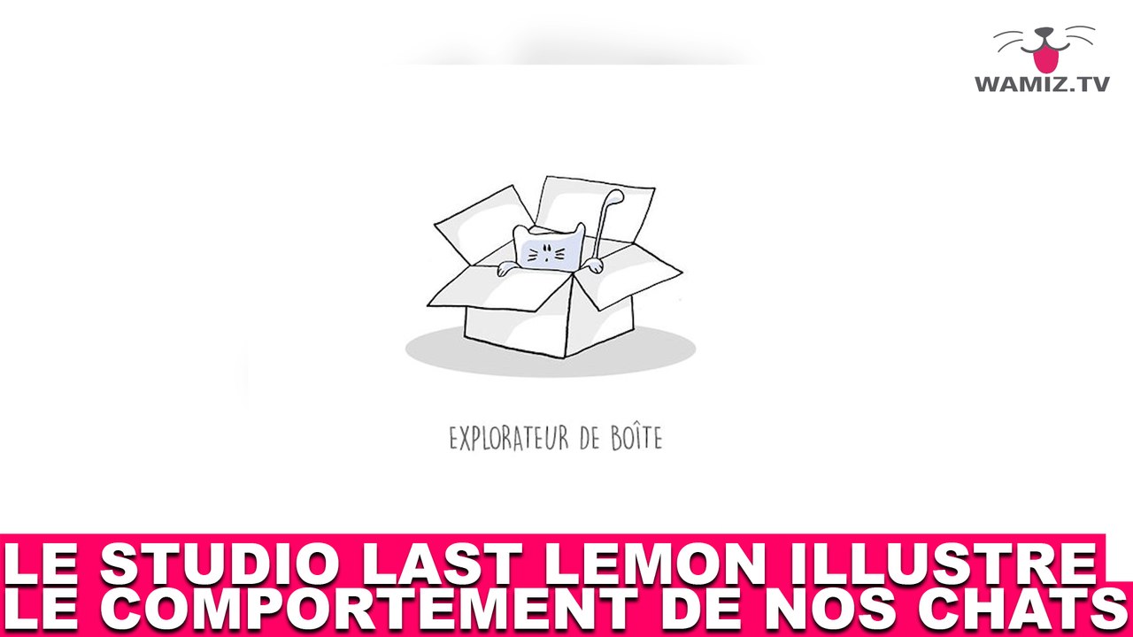Le studio Last Lemon illustre le comportement de nos chats ! Les images dans la minute chat #145