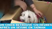 Un chien retrouvé 120 heures après un séisme en Taïwan ! Un miracle dans la minute chien #141