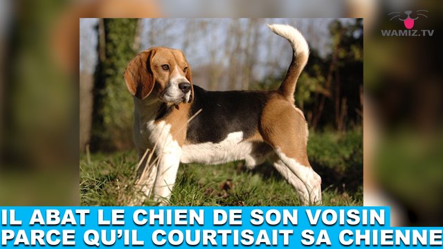 Il abat le chien de son voisin parce qu'il courtisait sa chienne... L'histoire dans la minute chien #143