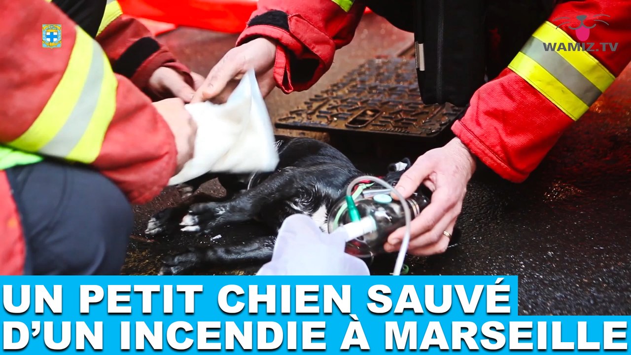Un petit chien sauvé d'un incendie à Marseille ! L'histoire dans la minute chien #145