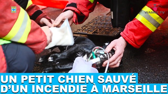 Un petit chien sauvé d'un incendie à Marseille ! L'histoire dans la minute chien #145