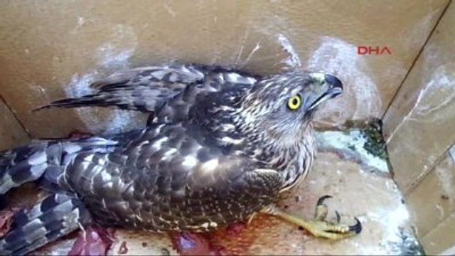 Erdemli Yaralı Kızıl Şahine Tedavi