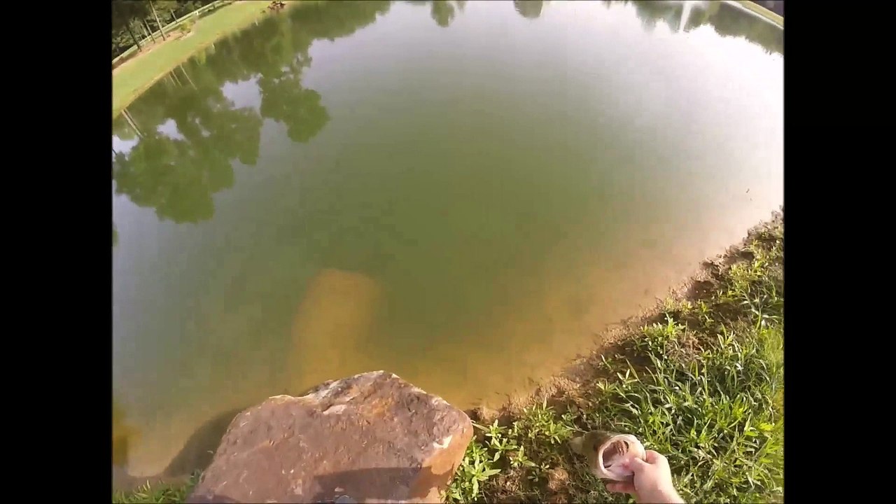 Very big bass on the pond watch one of the best...