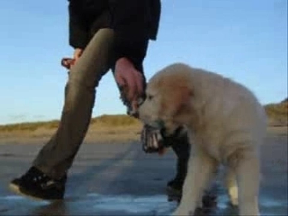 Cannelle, golden retriever de 2 mois, à la plage