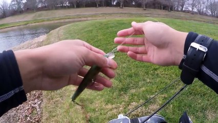Large big huge Striped Basses Caught from a Pond
