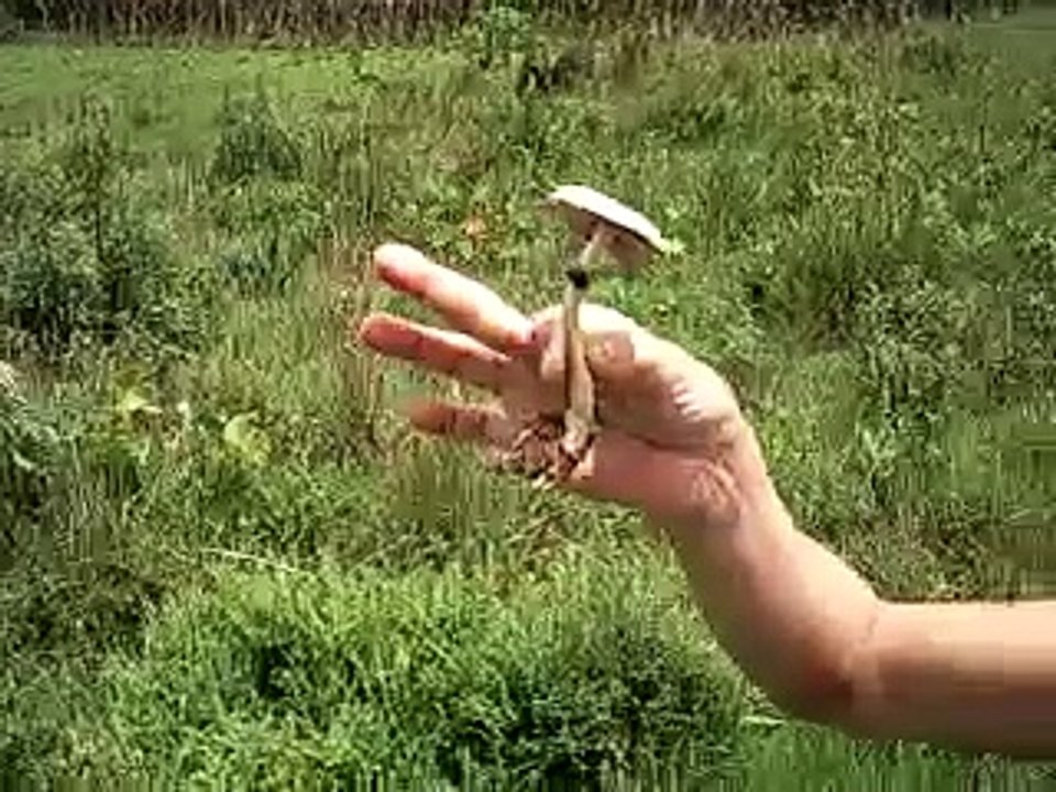 Real Psilocibes Cubensis From Brasil Growed in Cow shit!!