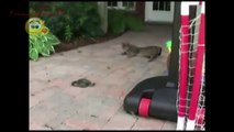Cat vs Snake! TOP 10! Amazing Cat Attack Snake - Compilation 2015!!!