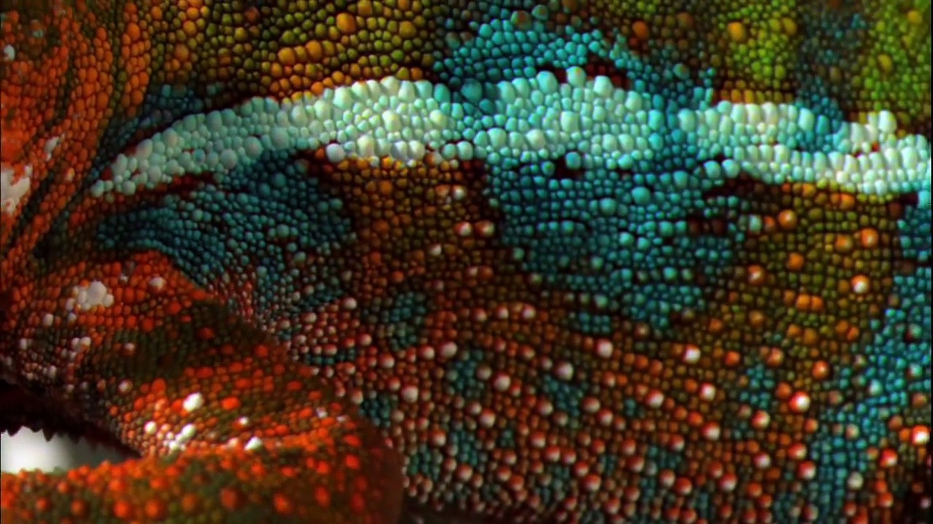 ⁣Animal Documentary - Amazing Animals Hidden Deep in the Jungle