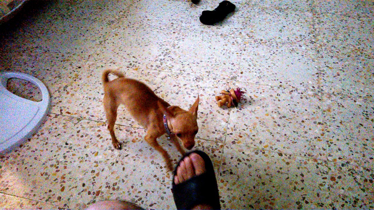Bella Jugando