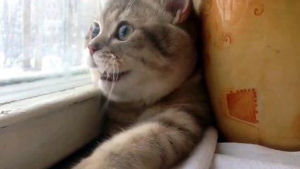 Голодный взгляд!