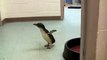 Ce petit pingouin est vraiment trop mignon et adore les calins!!!