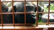 Des gorilles amusés par les engins qui transportent leurs cages au zoo de Calgary