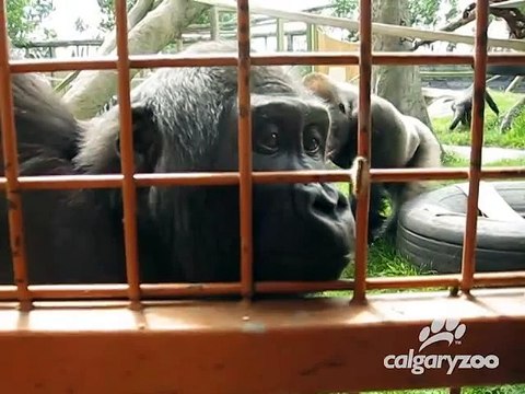 Des gorilles amusés par les engins qui transportent leurs cages au zoo de Calgary