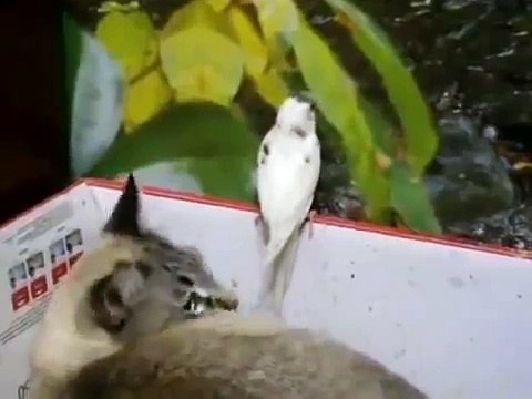 ДРУЖБА КОТА И ПОПУГАЯ