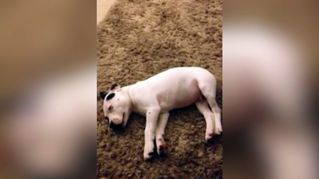 Perro se lleva el susto de su vida por pedo o gases de su dueño