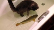 Cat friends with a fish? - Cat and fish playing in a bathtub