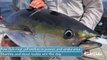 SLS Fish Facts - Yellowfin Tuna v2