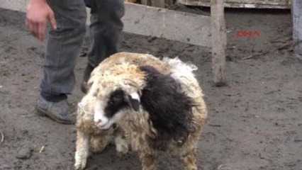 Tokat 207 Koyundan Geriye 4 Aylık 'Yadigar' Kaldı