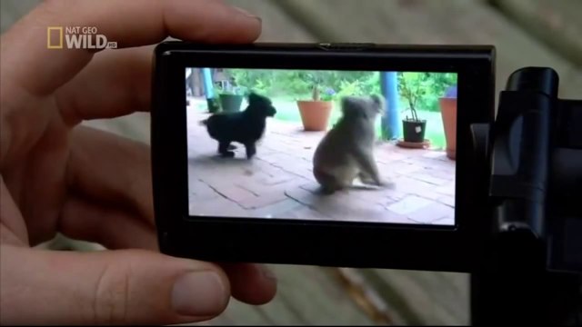 Wild discovery animales canal de National Geographic documental de Animal planet HD #5 - 2016