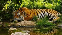 Dünyanın En Vahşi ve Tehlikeli 10 Hayvanı - YouTube