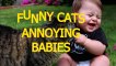 Funny cats annoying babies - Cute cat & baby compilation