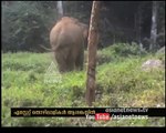 Traumatized Elephant finds in Pullangode estate, estate employees on crisis