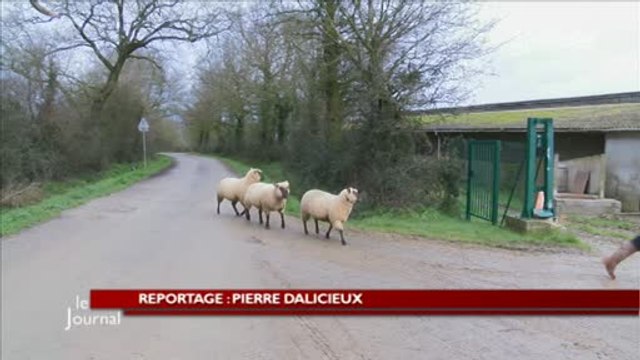 Salon de l'agriculture : Des moutons bichonnés (Vendée)