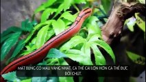 Khám phá loài rắn có ngoại hình quyến rũ, toàn thân đỏ rực
