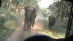 KILLER ELEPHANT ATTACK IN KERALA INDIA 2015