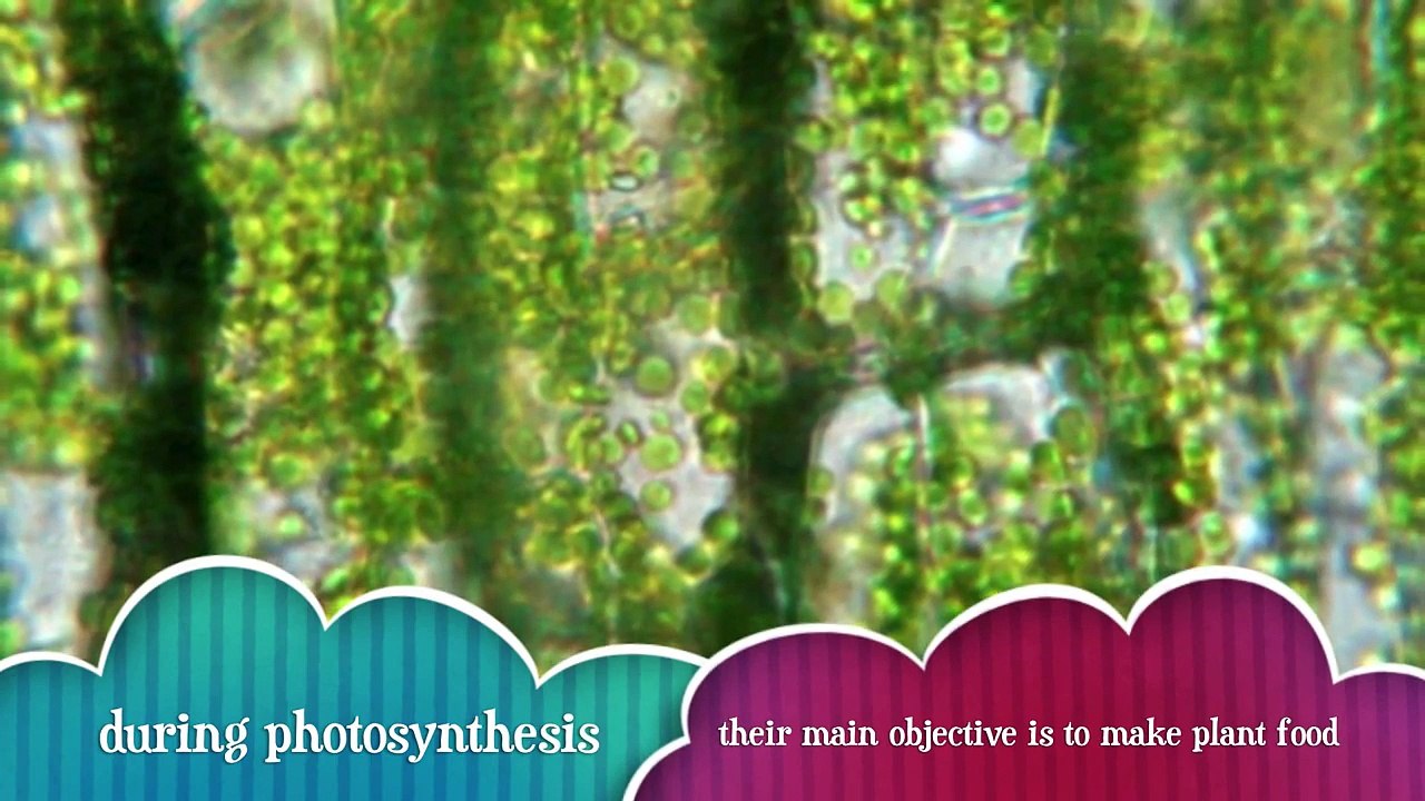 chloroplast project for science class