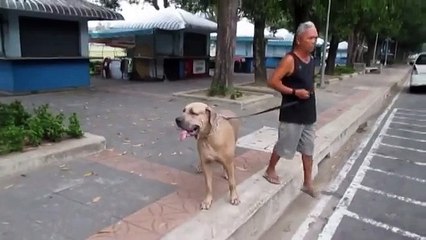 материнский инстинкт