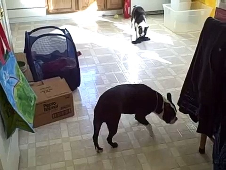 Boston Terriers Playing Tug