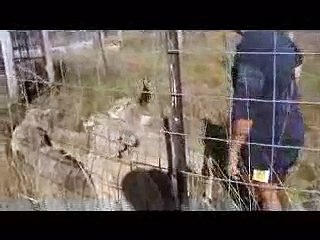 Arabanoo Belle 2nd time on sheep - Arabanoo working kelpie stud.wmv