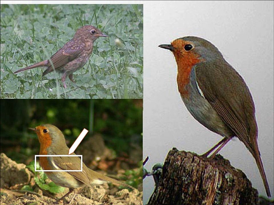 Chants d'oiseaux