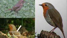 Le chant des oiseaux: une vidéo d'une conférence donnée par Paul Gailly  Co-fondateur de la formation ornithologique avec Valéry Schollaert et Jean-Marc Meessen, directeur du service éducatif de Natagora