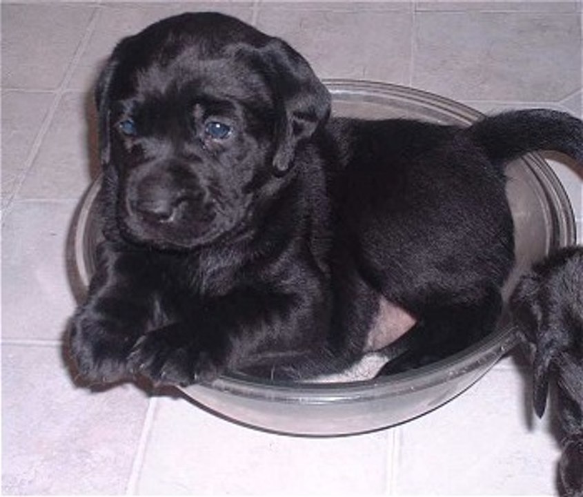 Labrador after 1 month