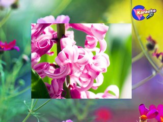 Màu Hoa Bí - Karaoke HD - (720p)