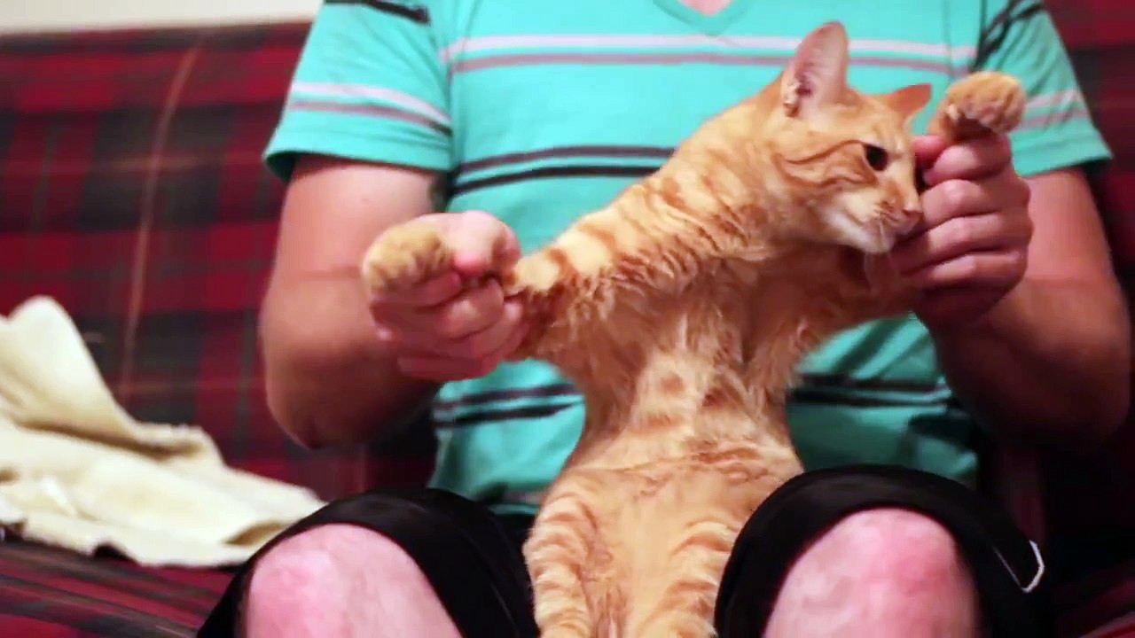 Dubstep Cat video Dailymotion