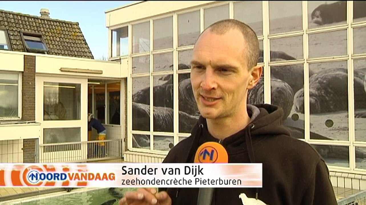 Zeehondencreche: We euthanaseren als we ze niet meer kunnen redden - RTV Noord