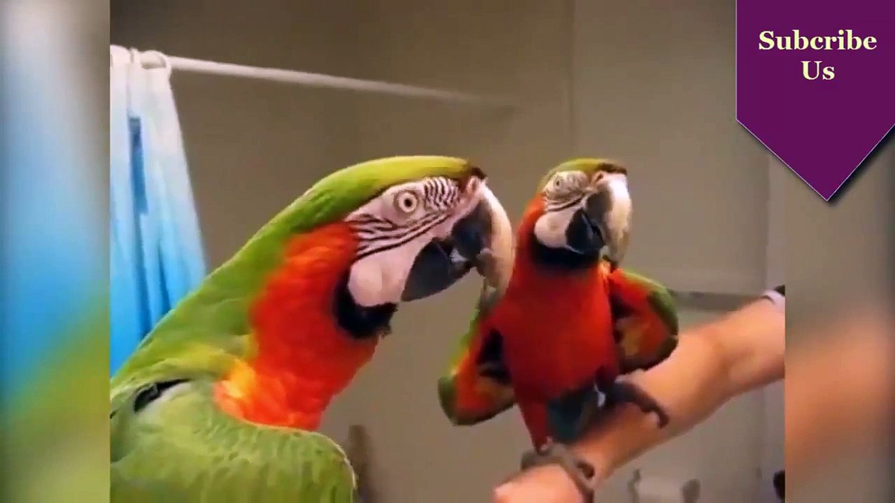 WhatsApp Extremely Funny Videos Hardcore (53)