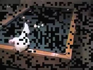 chicken playing snooker